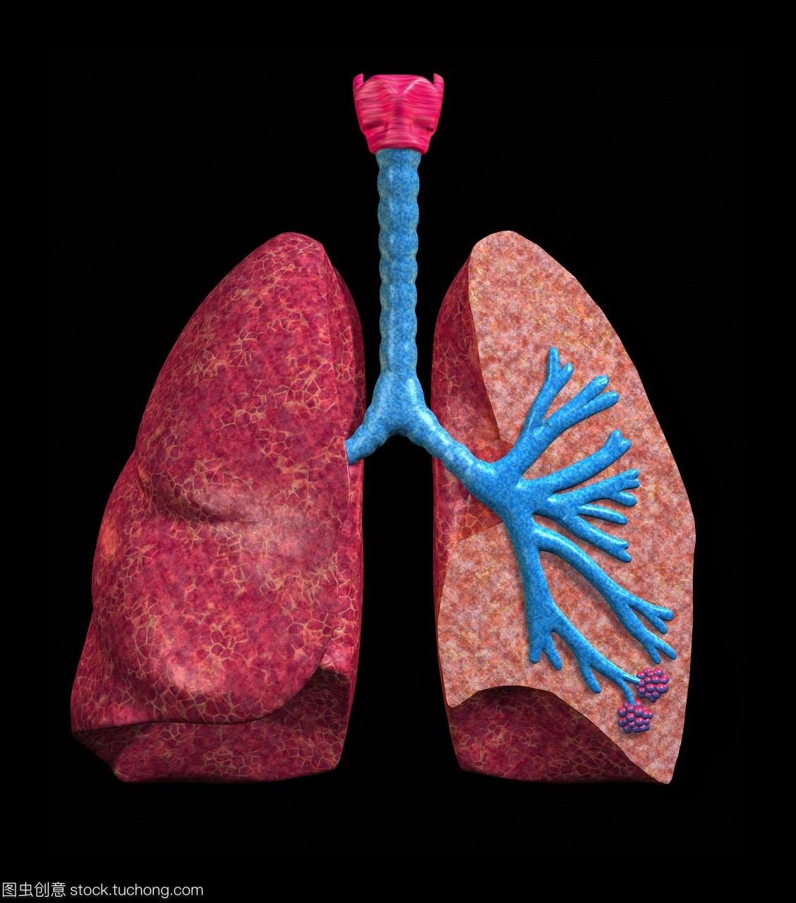 人类的肺。一双人类肺部的电脑绘图其中一个被切掉显示肺的内部结构。肺部气体交换的网站之间的空气和血液。吸入空气通过气管或气管蓝色上中心。顶部的气管是喉喉红色。气管分为两个支气管一个为每一个肺。在肺癌,支气管分裂成更小的航空公司称为细支气管终止于肺泡紫色右下。在这些airsacs氧气扩散进入血液和扩散是呼出二氧化碳。